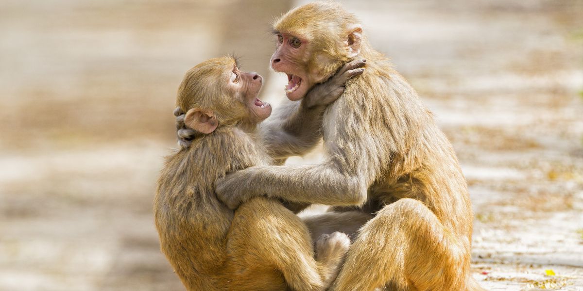 NextImg:Locals urged to stay indoors and keep windows closed as 43 monkeys escape from medical testing lab in 'Planet of the Apes-like mishap'