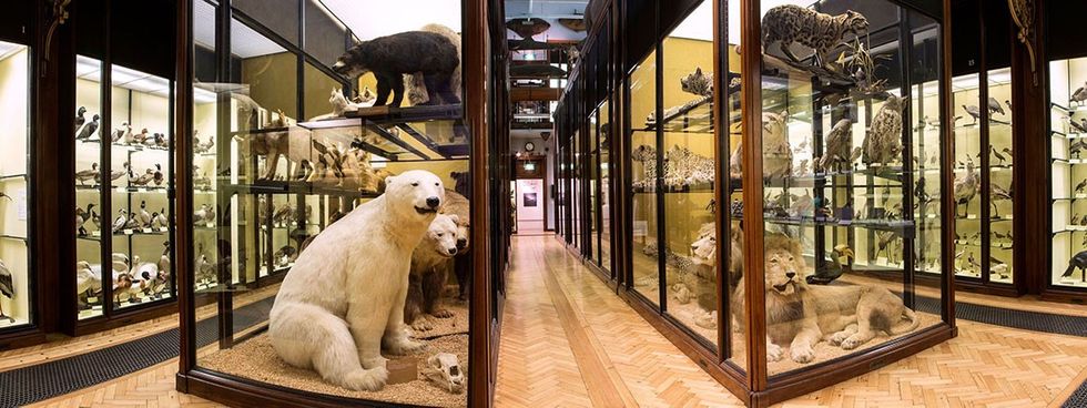 An image of a gallery at Tring's Natural History Museum