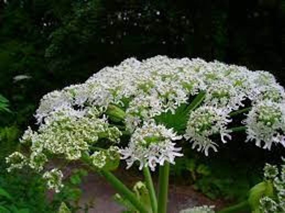 An image of a giant hogweed