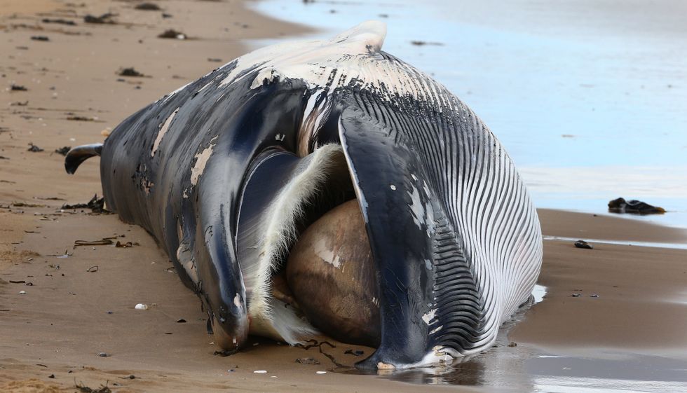 An image of a minke whale washed up on a beach in Kent back in 2015