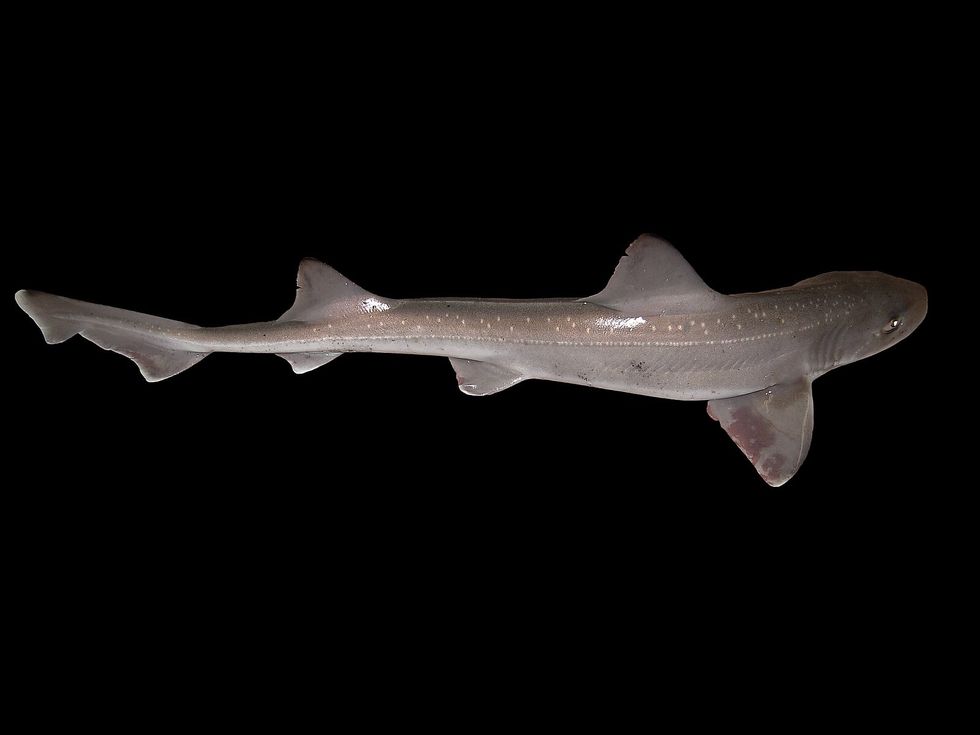An image of a starry-smooth-hound shark