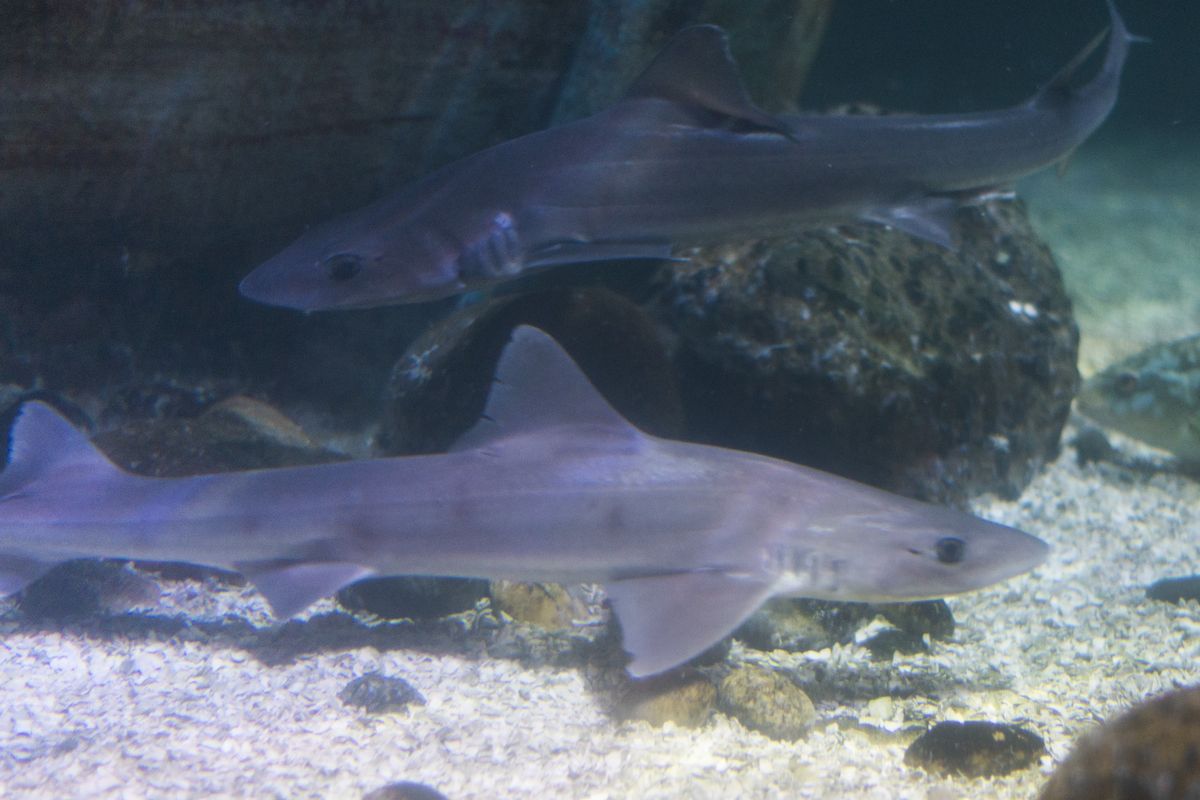 An image of starry-smooth-hound sharks
