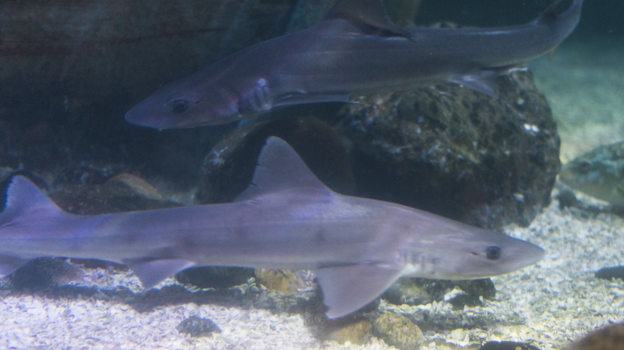 An image of starry-smooth-hound sharks