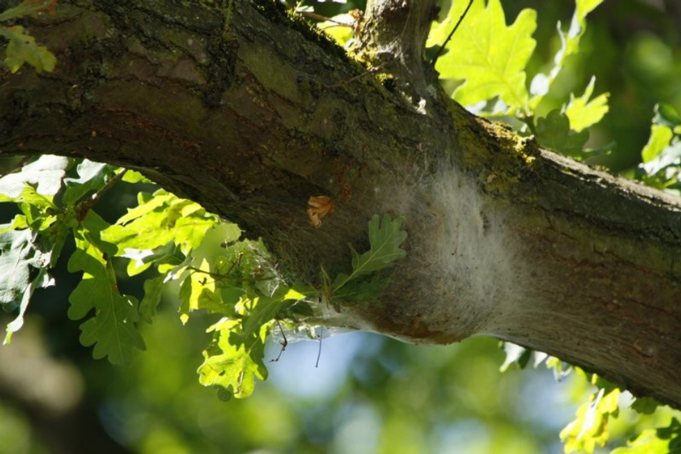 An image of the caterpillars' nest