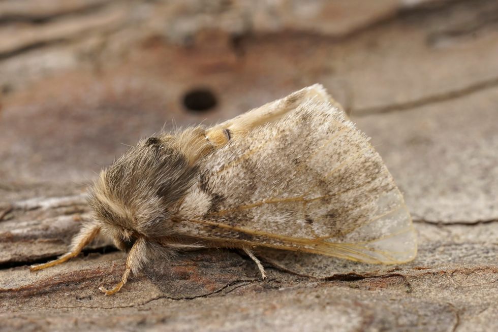 An oak processionary moth