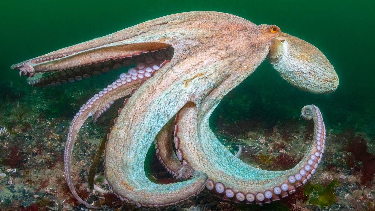 An Octopus
