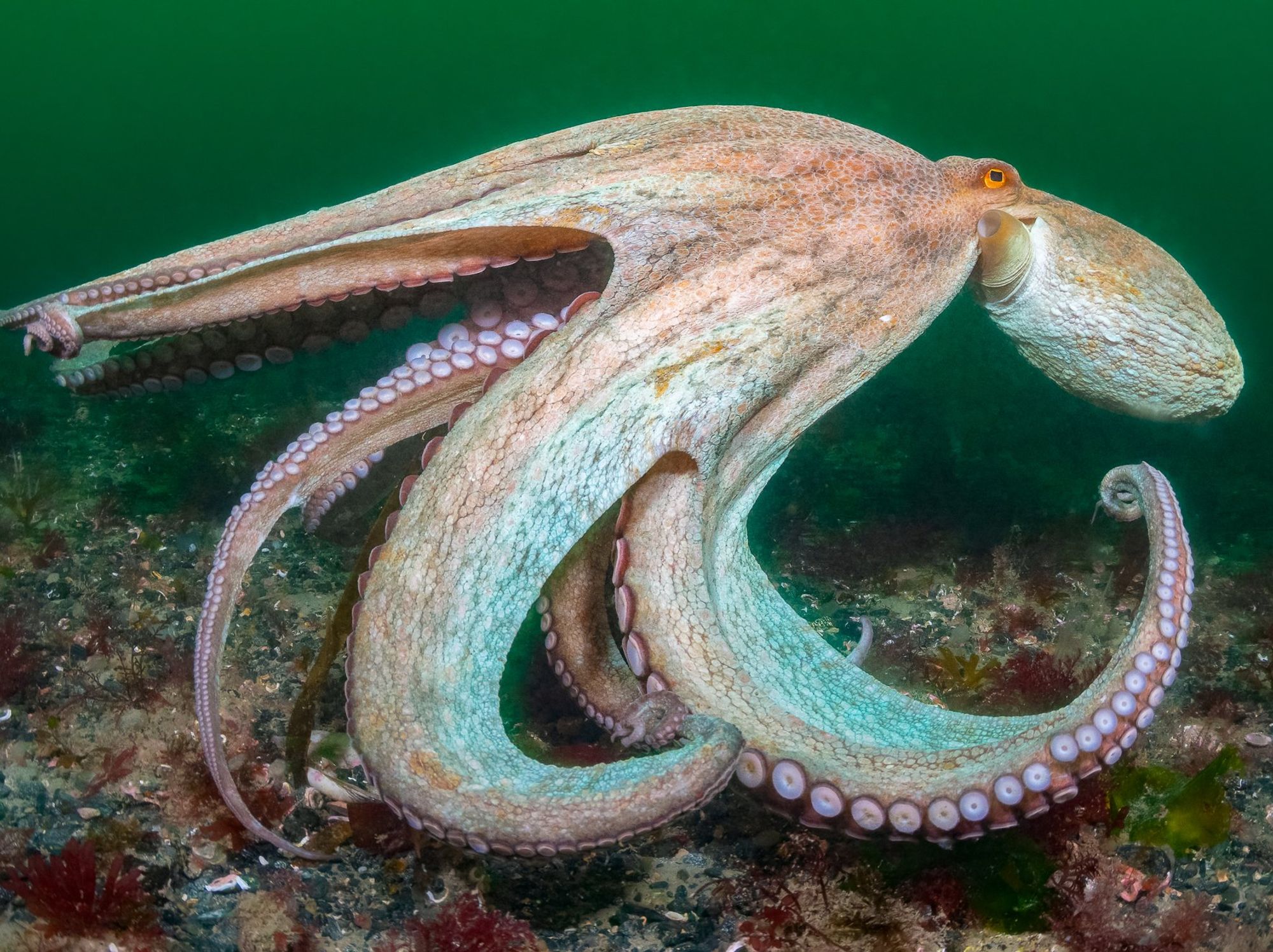 An Octopus
