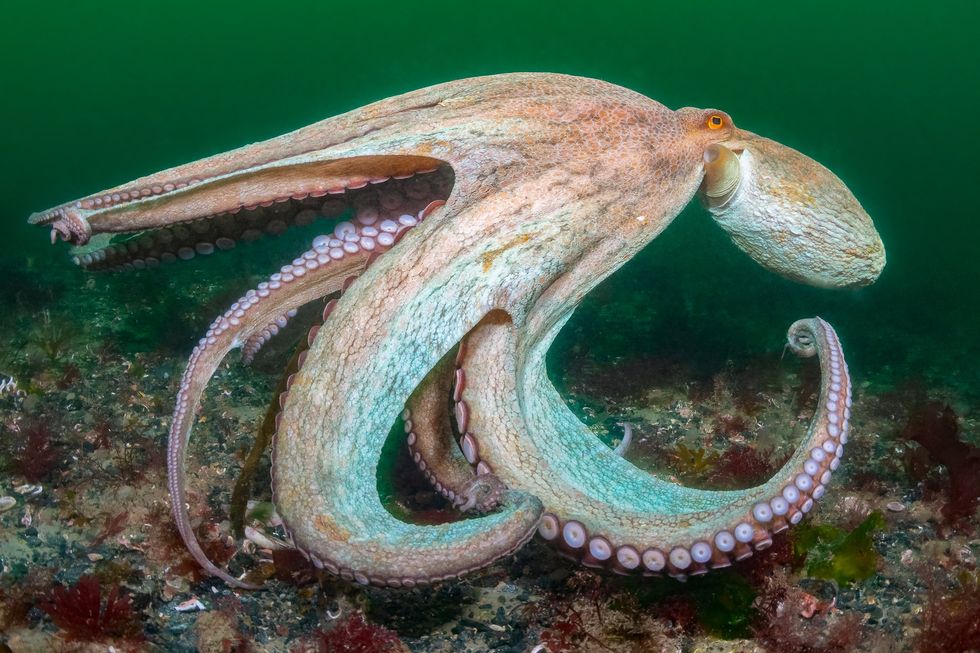 An Octopus