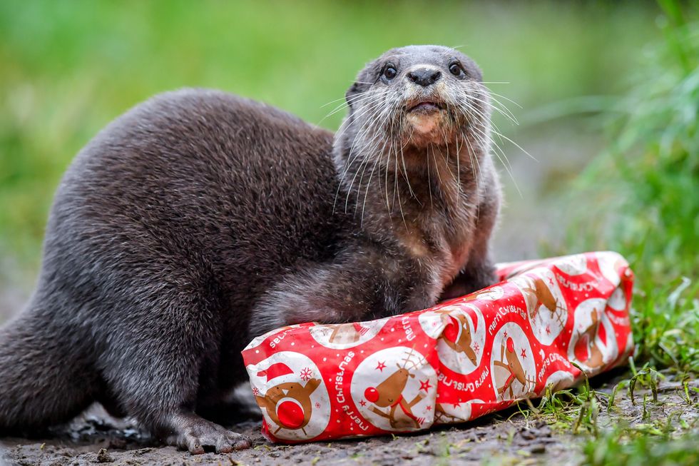 An otter digs inside a Christmas present to retrieve fishy treats as part of the festive celebrations and enrichment programme at Wildwood Escot Park in Ottery St Mary, Devon.