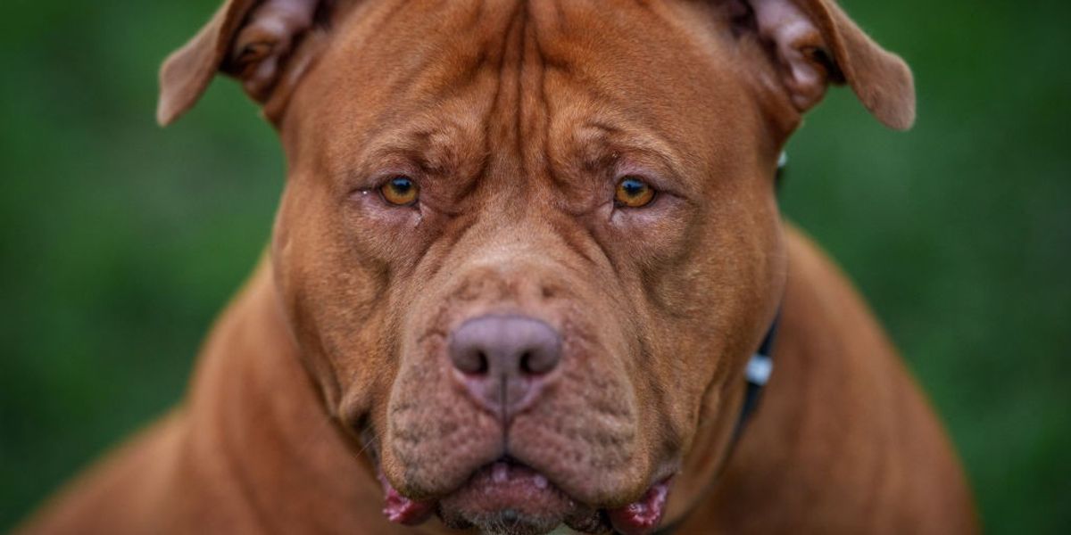 NextImg:XL bully attack sees woman selflessly put her body on the line to protect her own dog from savage beast