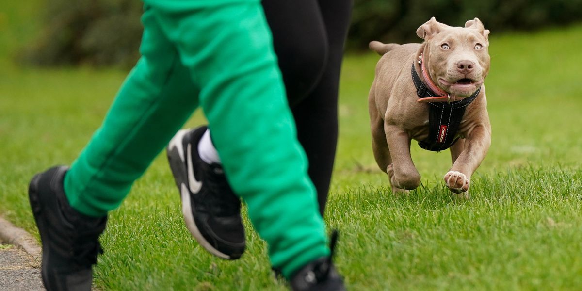 NextImg:XL Bully dog launched into aggressive attack on woman after owner gave four word command