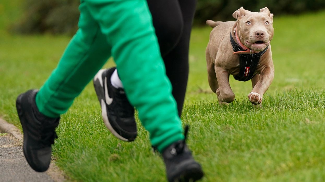 An XL Bully