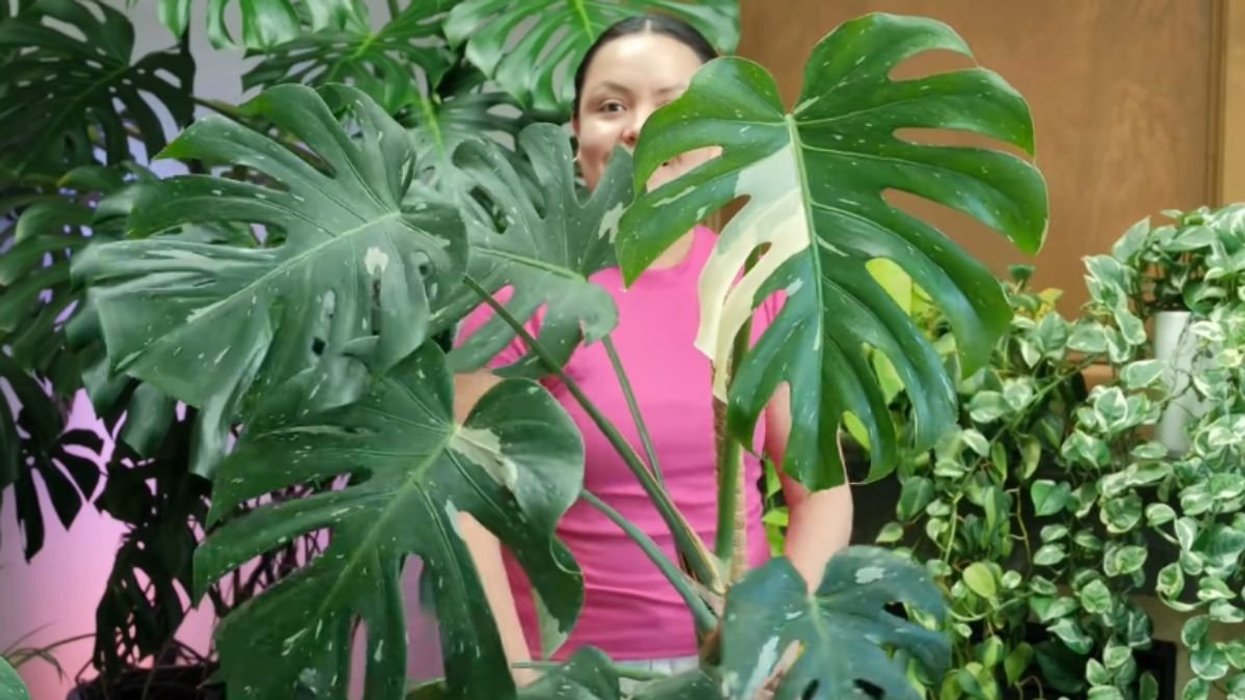 ANA PEREZ HOLDING HER MONSTERA