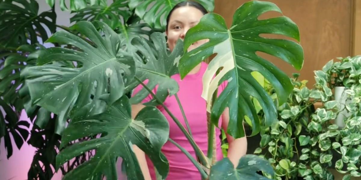 Four simple tips for growing a ‘huge and healthy’ plant at home Four simple tips for growing a ‘huge and healthy’ plant at home