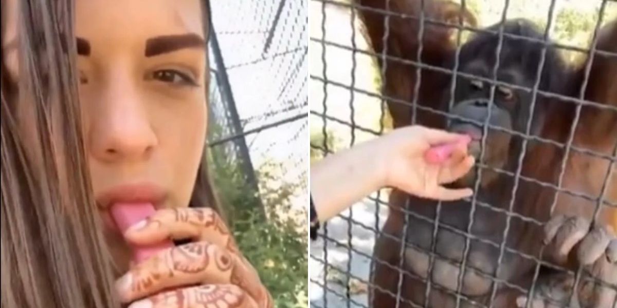 MMA star suffers huge backlash after giving vape to orangutan in shocking scenes MMA star suffers huge backlash after giving vape to orangutan in shocking scenes