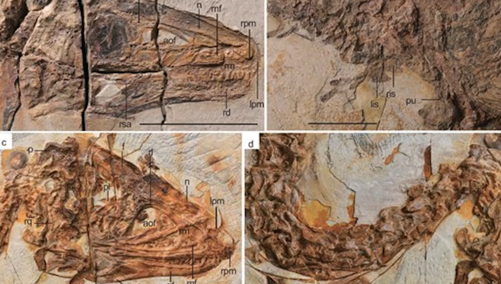 Anatomy of Sinosauropteryx lingyuanensis (top) and and Huadanosaurus sinensis (bottom)