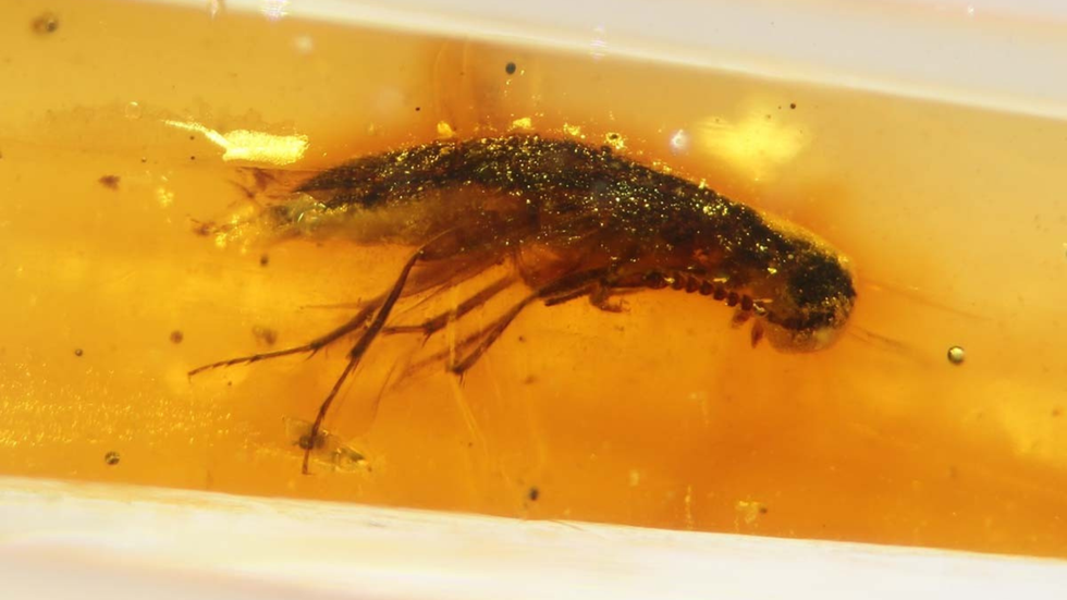 Ancient bug found in amber