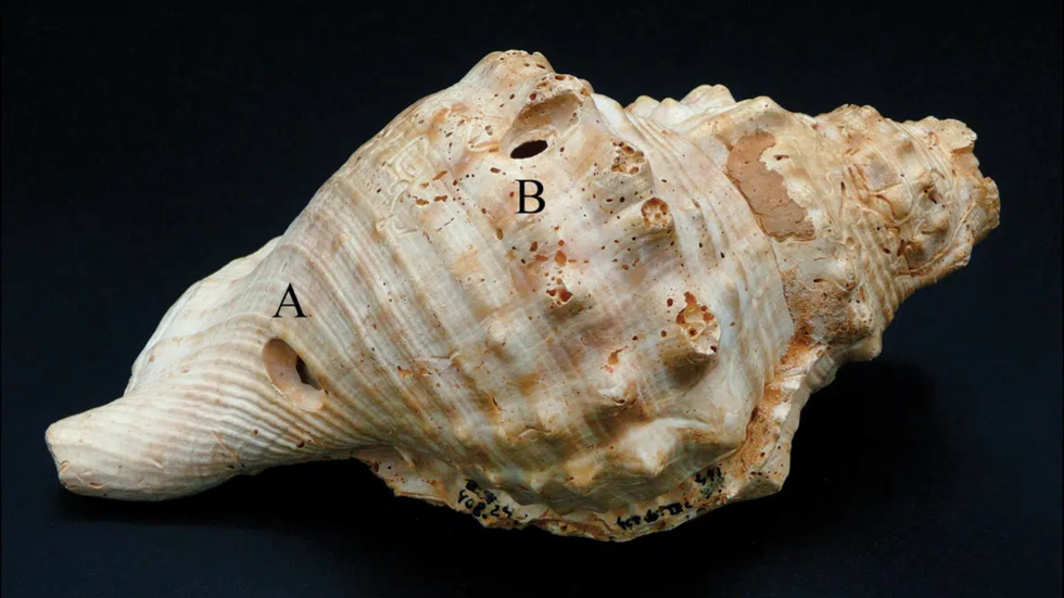 Ancient shell trumpet