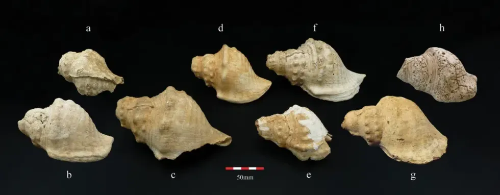 Ancient shell trumpets