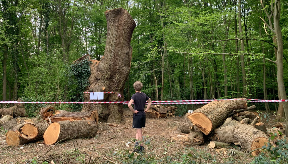Ancient tree