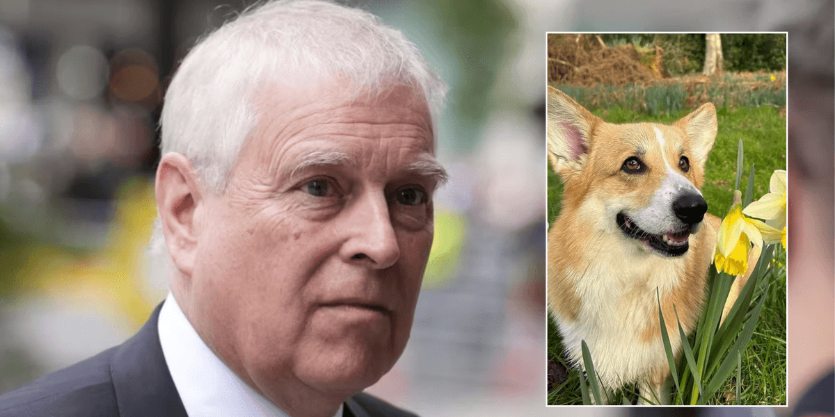 Queen’s corgis pictured walking on Sandringham Estate after relocating with Andrew Mountbatten-Windsor Queen’s corgis pictured walking on Sandringham Estate after relocating with Andrew Mountbatten-Windsor