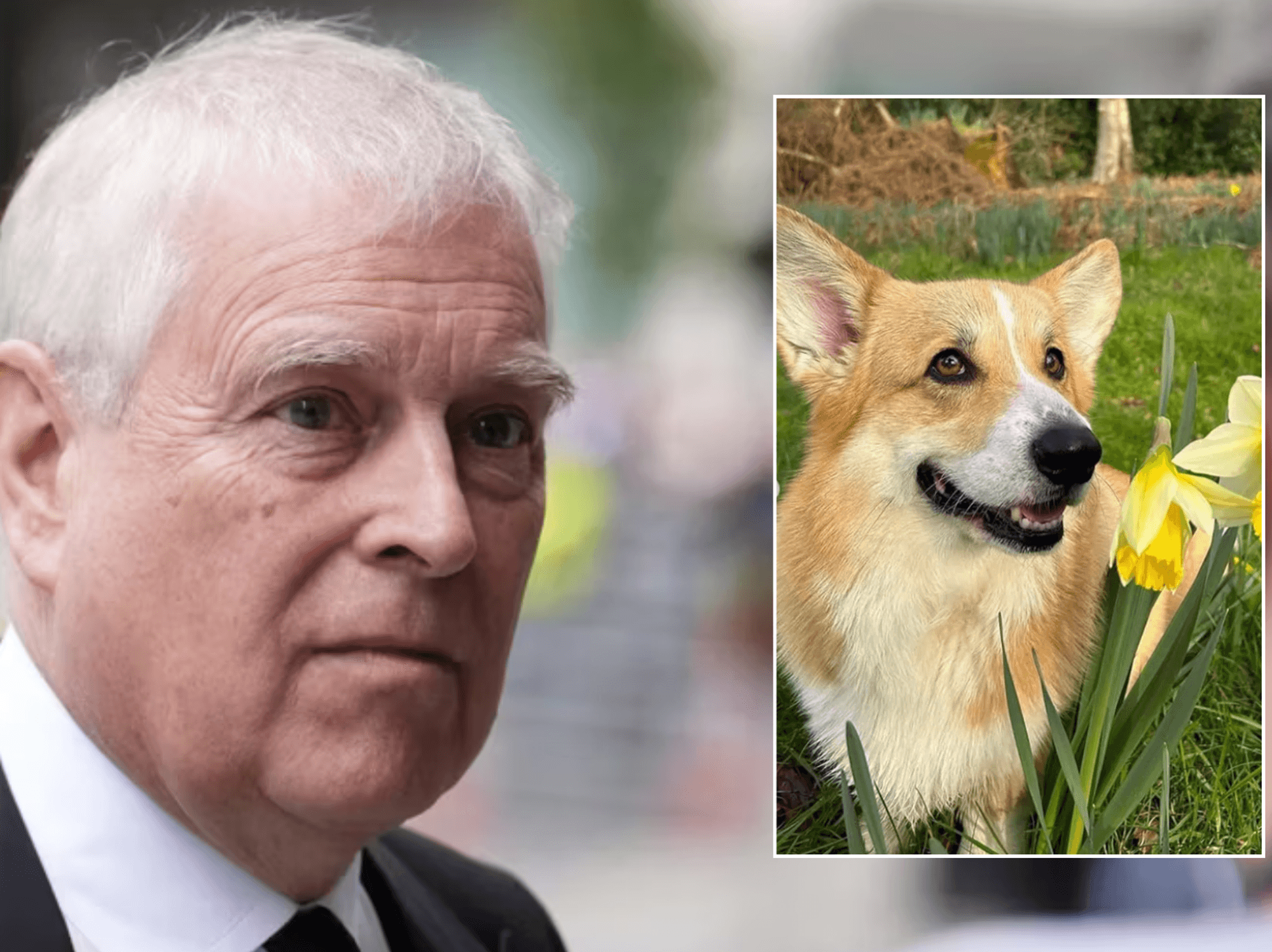 Andrew Mountbatten-Windsor, Queen's corgi