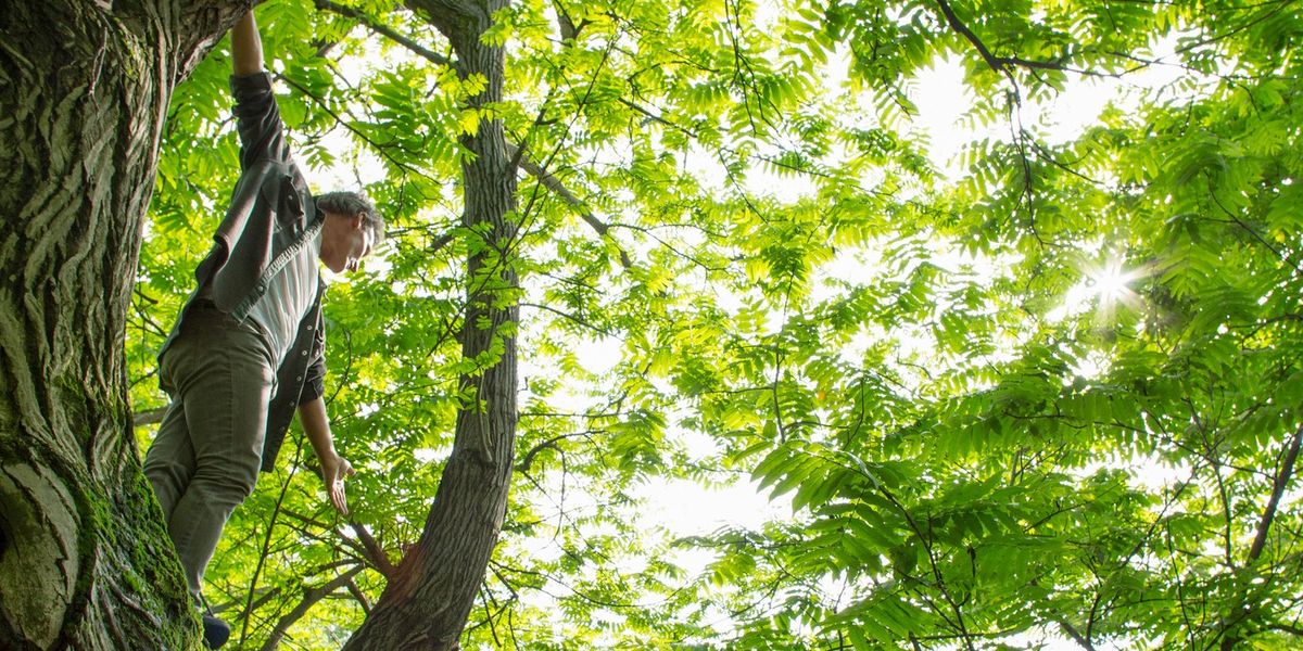 NextImg:'Serious concerns about civil liberties!' Councils set to slap Britons with on-the-spot fines for climbing trees in parks