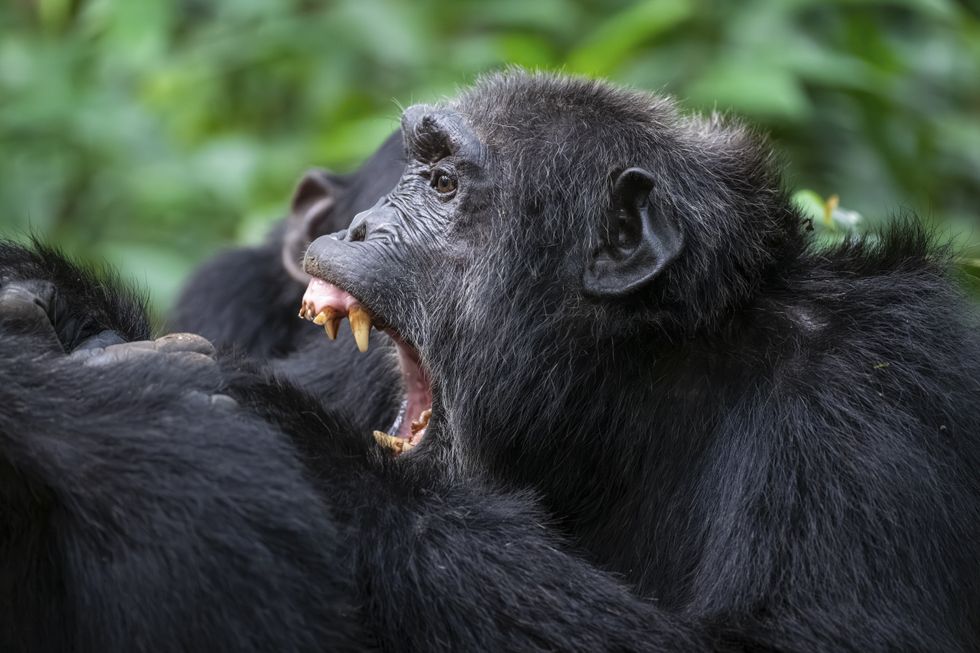 Angry chimp