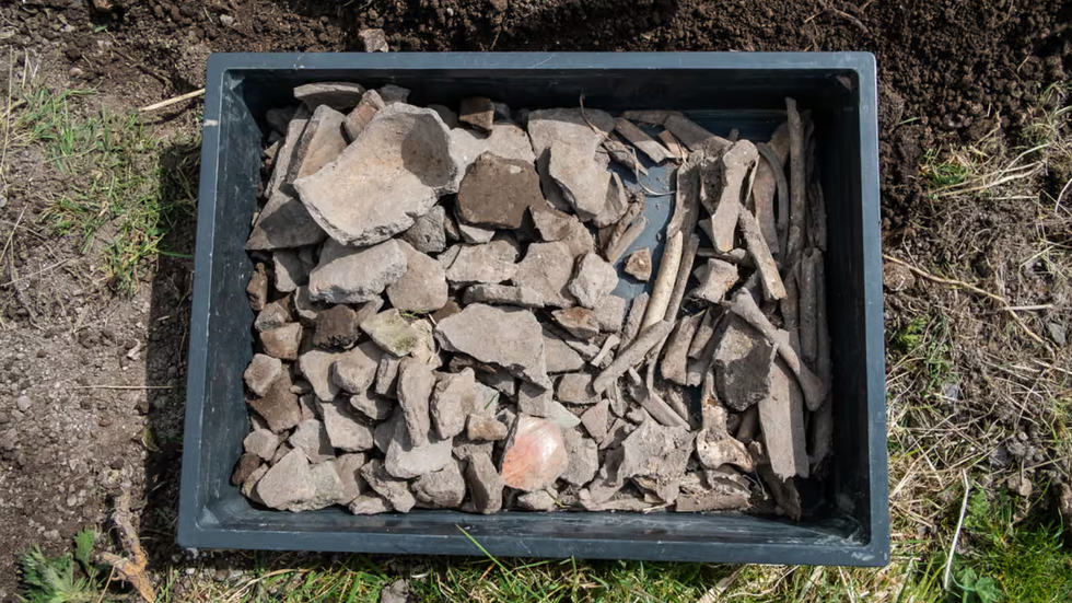 Animal bones