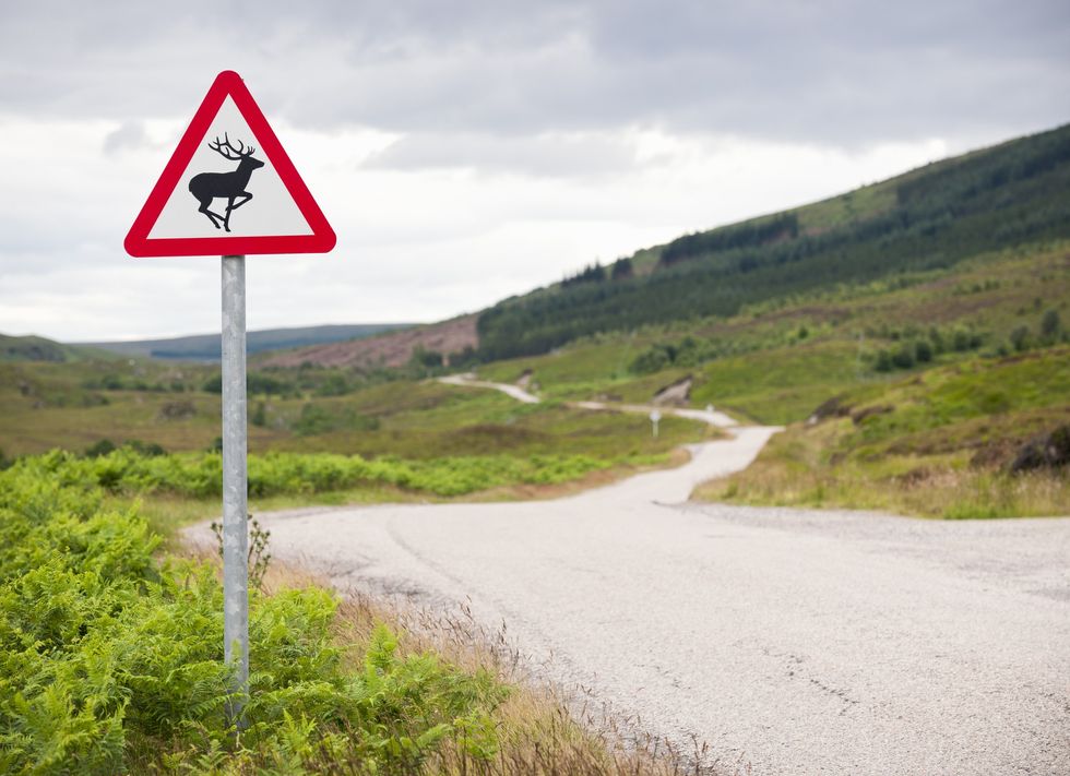 Animal crossing sign