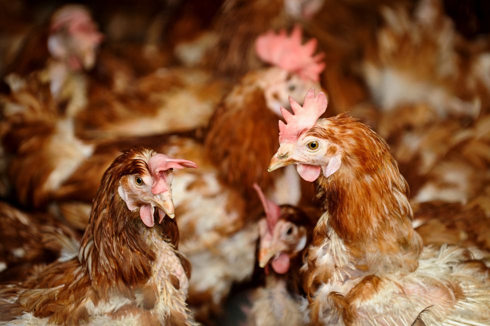 Animal rights activists have hit out at the treatment of battery hens