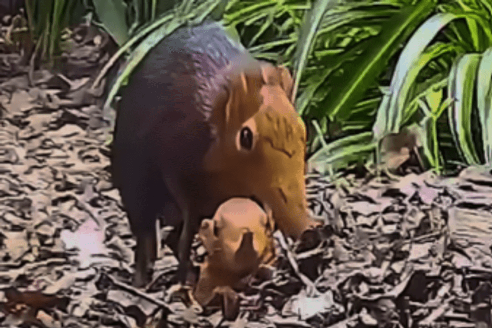 Animals