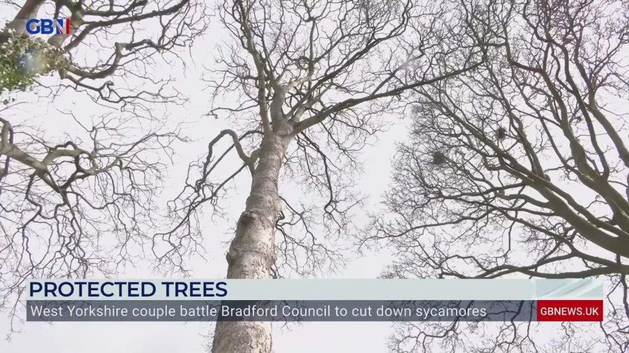 West Yorkshire residents left ‘fearing for their lives’ as infected trees given ‘more rights than human beings’
