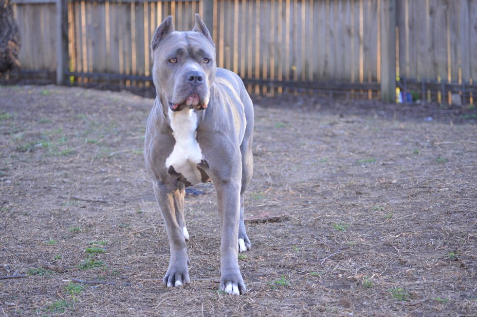 Dog news: RSPCA accused of ‘hypocrisy’ amid American Bully XL insurance