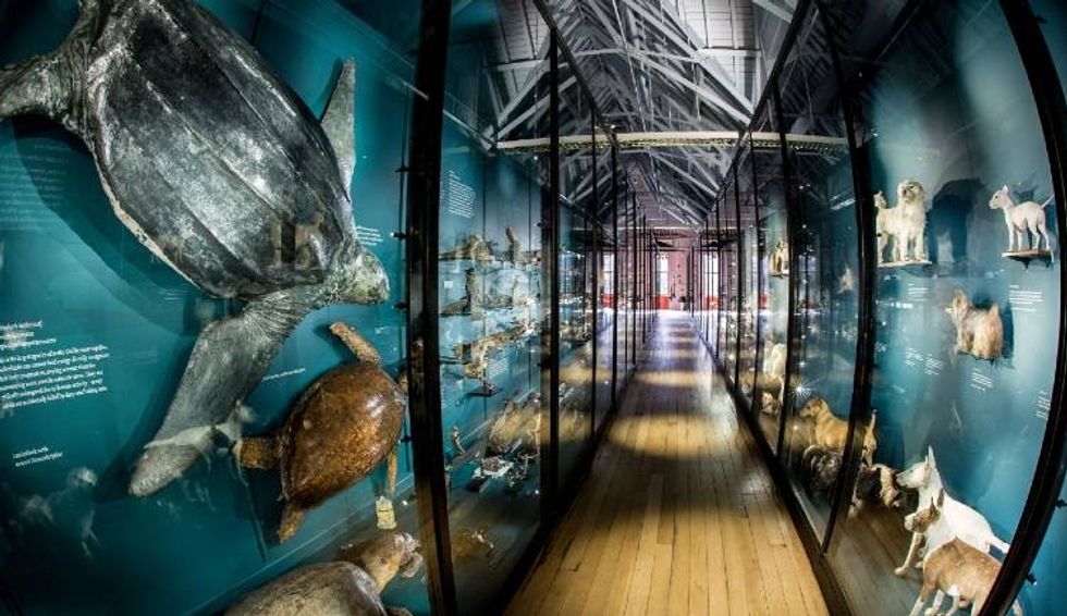 Another image of some of the exhibits at Tring's Natural History Museum