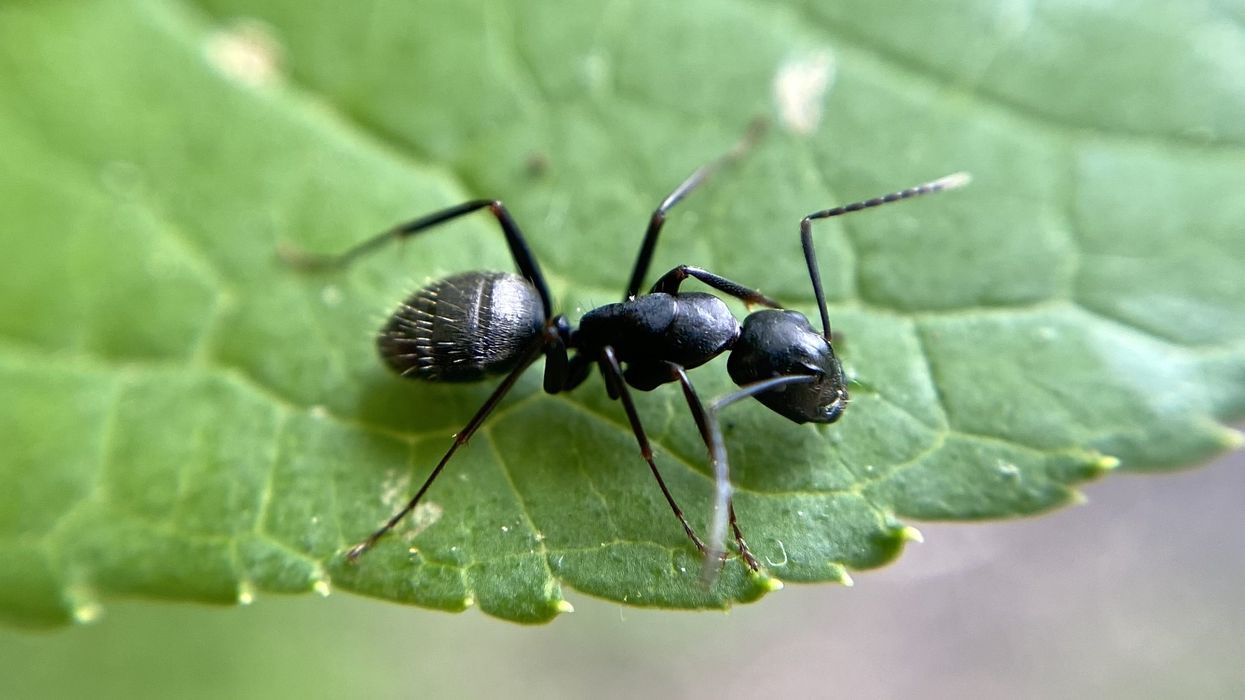 ant on leaf