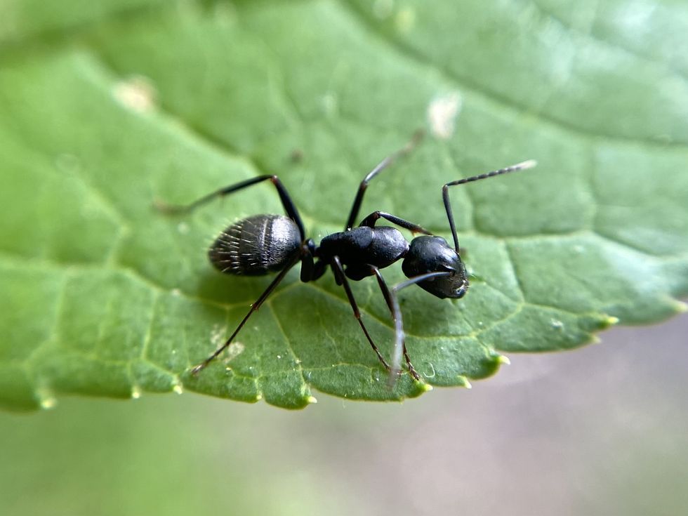 ant on leaf