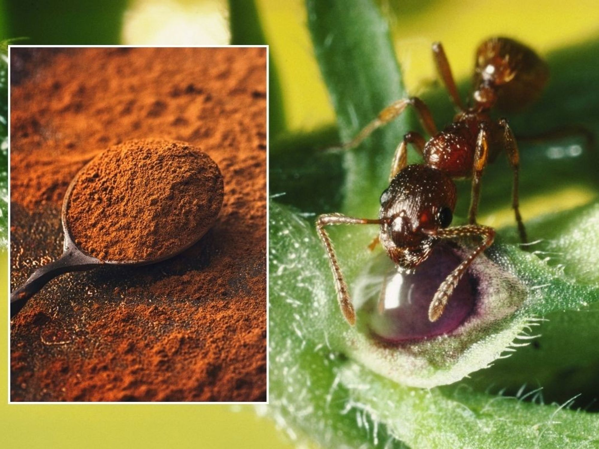 ants and cinnamon