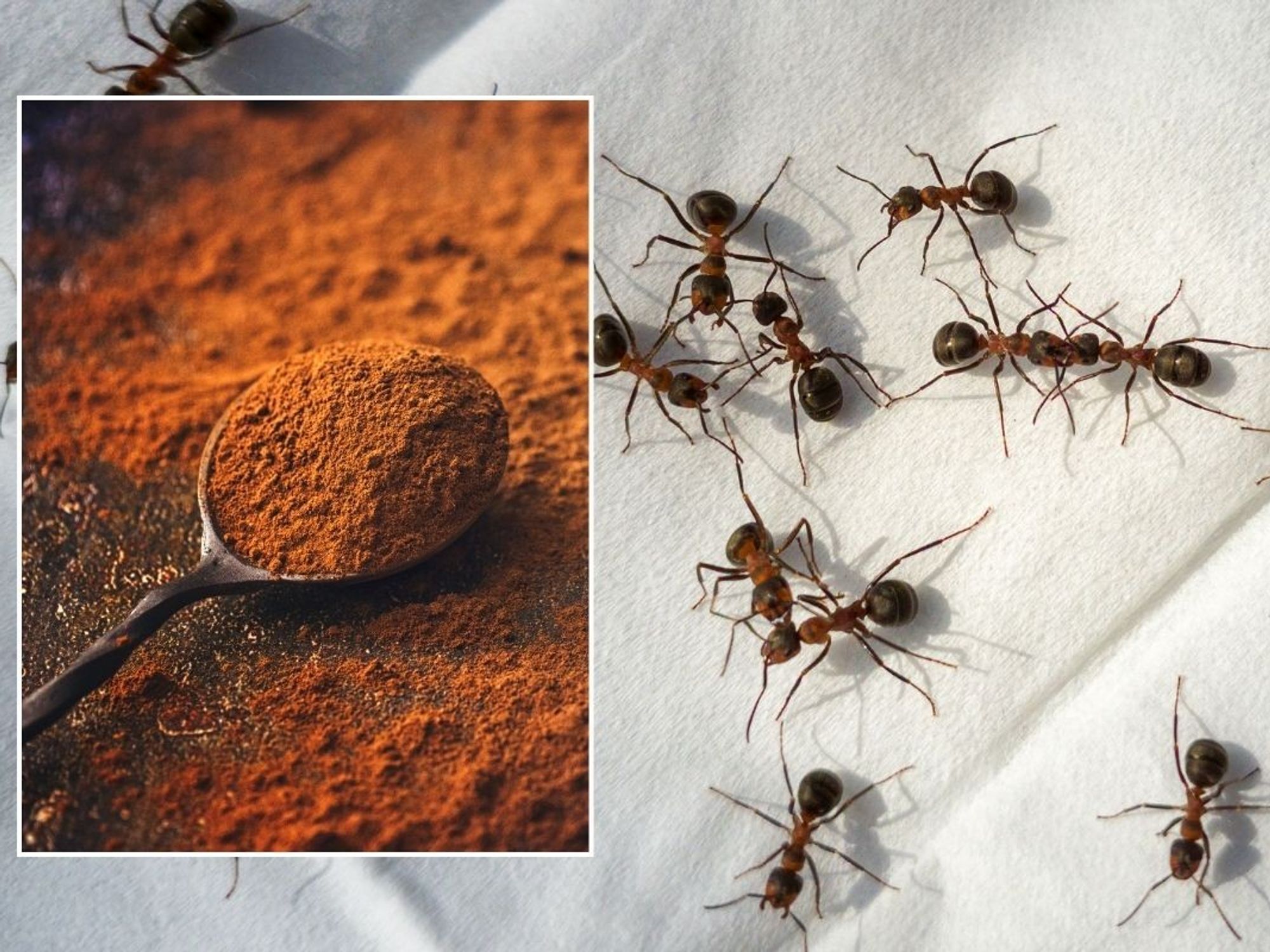 Ants and cinnamon