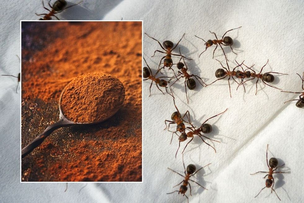 Ants and cinnamon