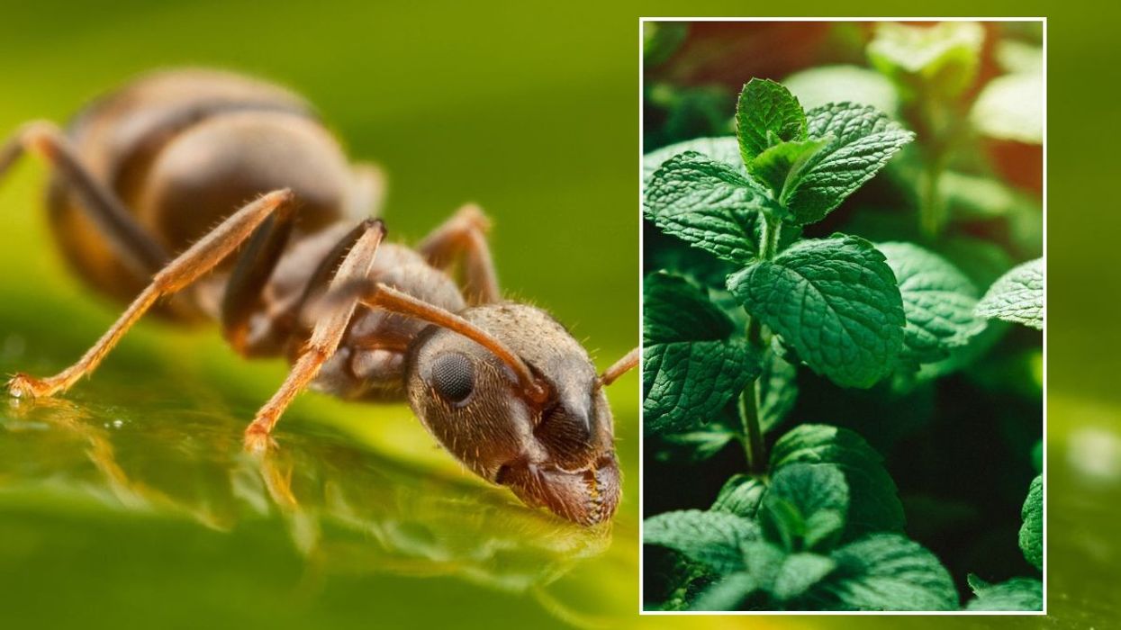 ants and mint