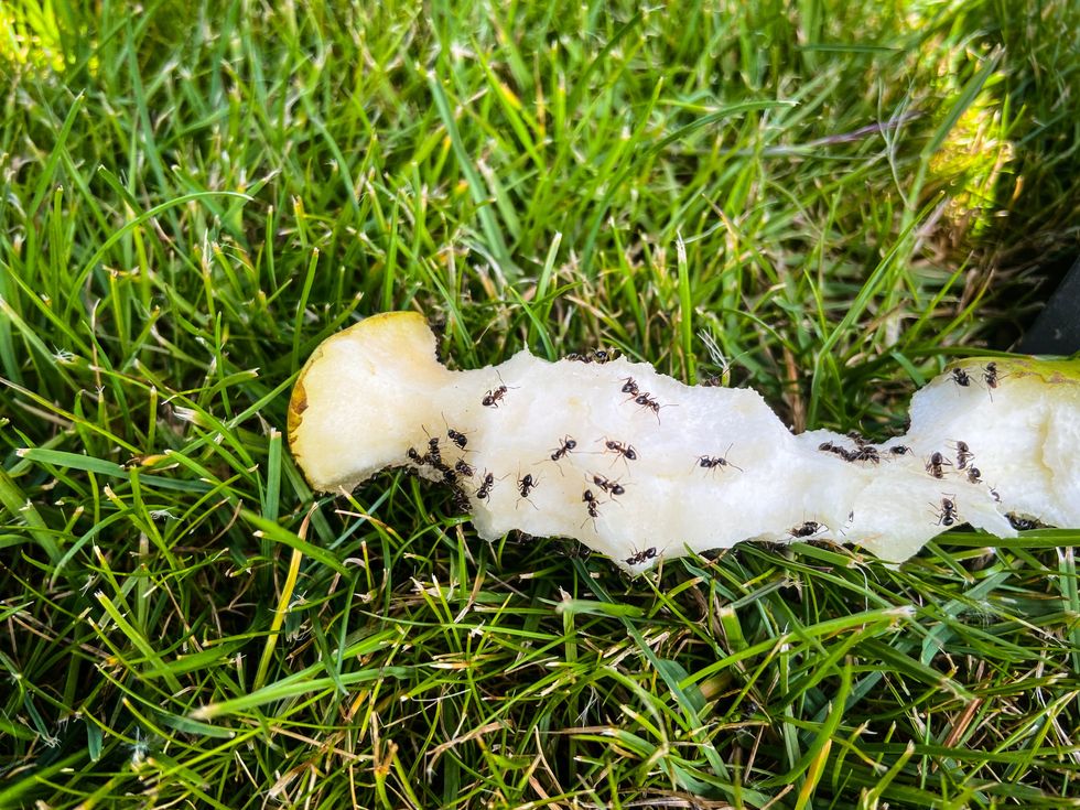 ants on pear