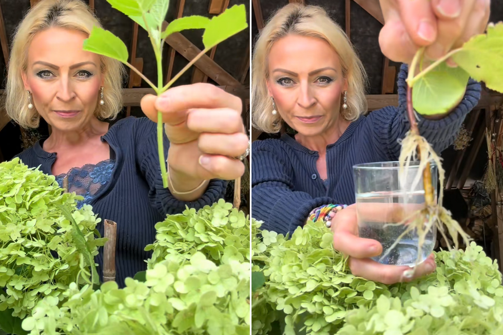 Anya Lautenbach showing how to propagate hydrangeas