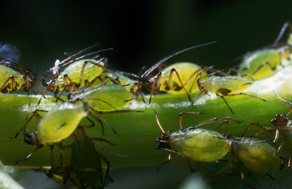 Aphids on plant