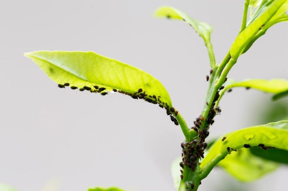 APHIDS