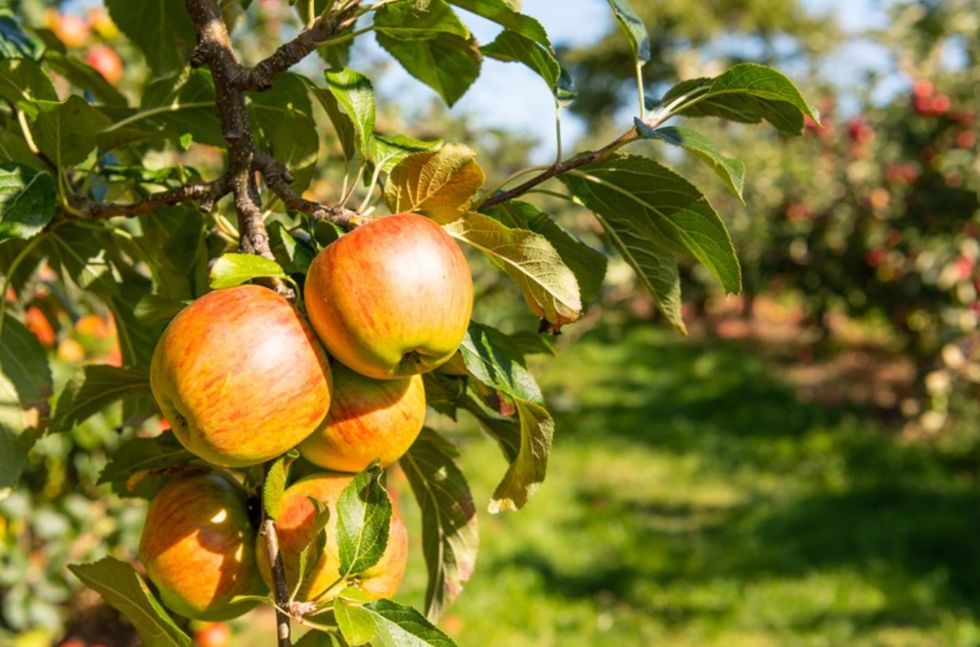 Apple tree