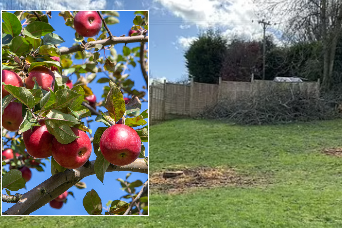 Apples/garden with trees chopped down
