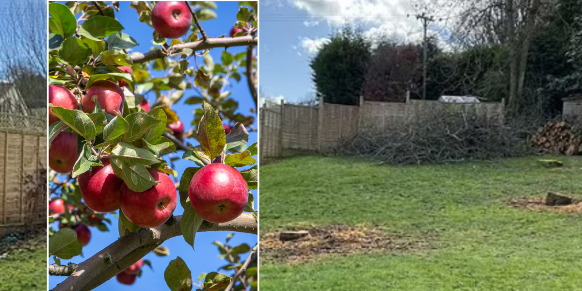 NextImg:Man who chopped down apple trees in his own garden after fruit made his dog sick slapped with £9k fine
