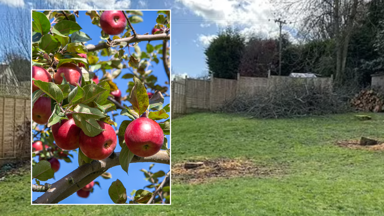 Apples/garden with trees chopped down