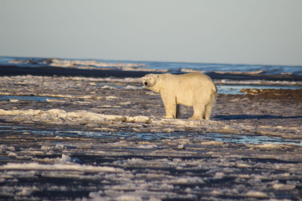 Arctic National Wildlife Refuge